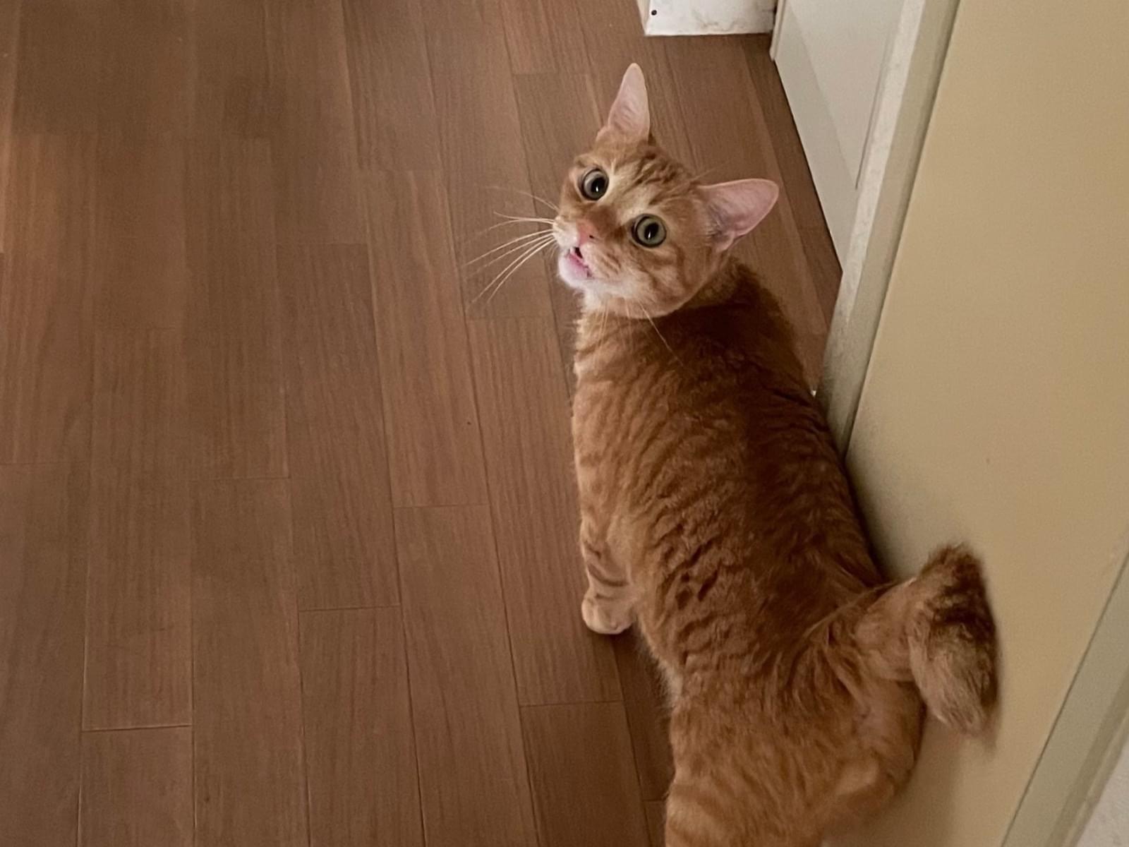 保護された猫 保護された猫