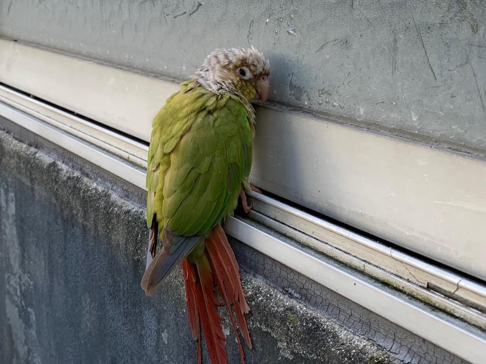 目撃された鳥 目撃された鳥