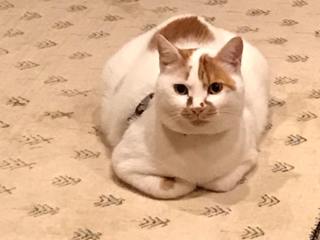 ゴンちゃん ゴンちゃん