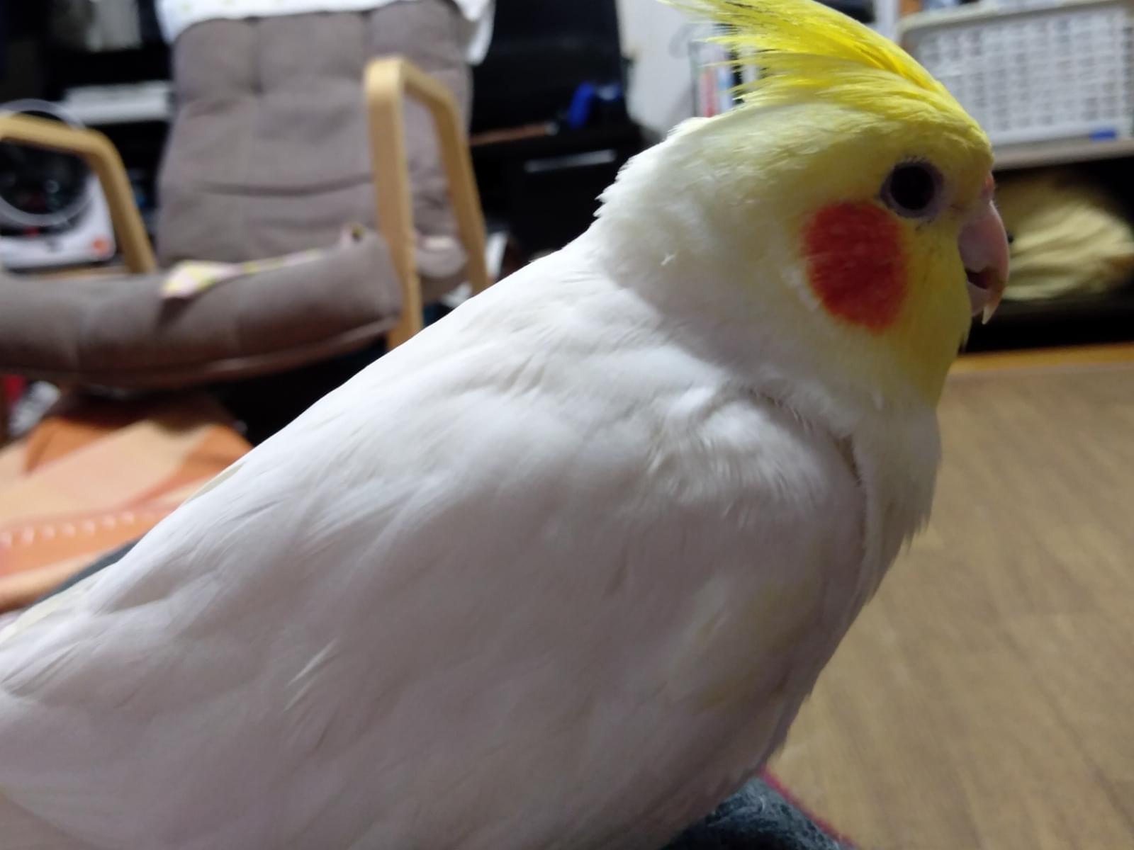 くうちゃん くうちゃん