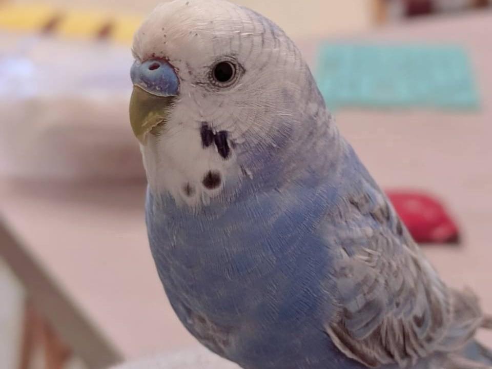 アオちゃん アオちゃん
