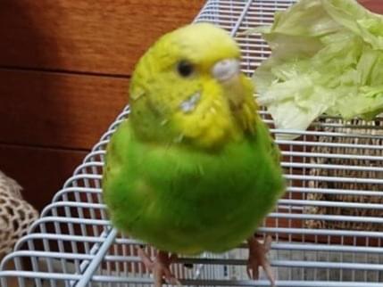 ぴーちゃん ぴーちゃん