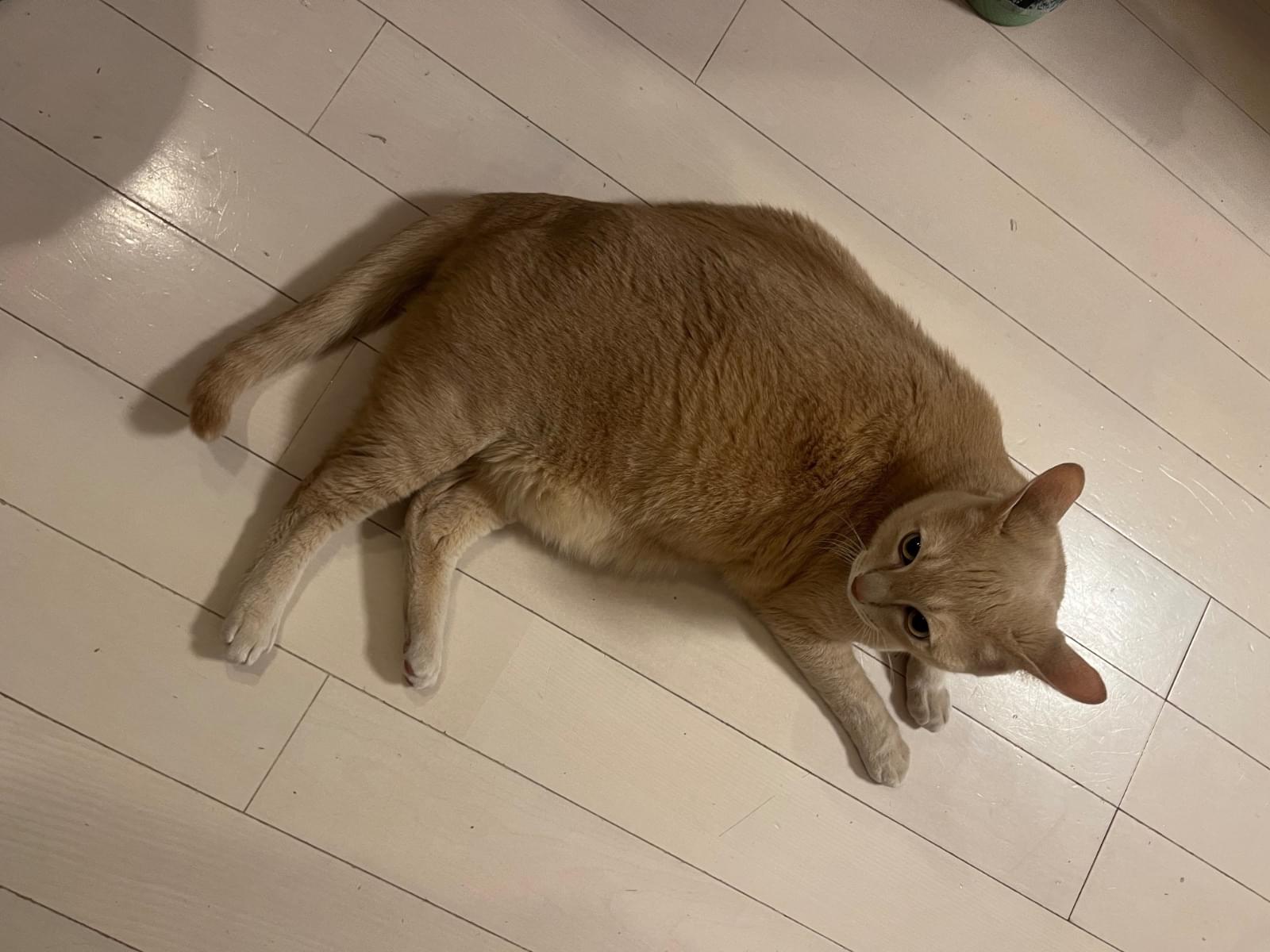 こてつちゃん こてつちゃん