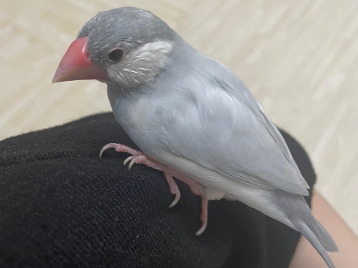 シロちゃん シロちゃん