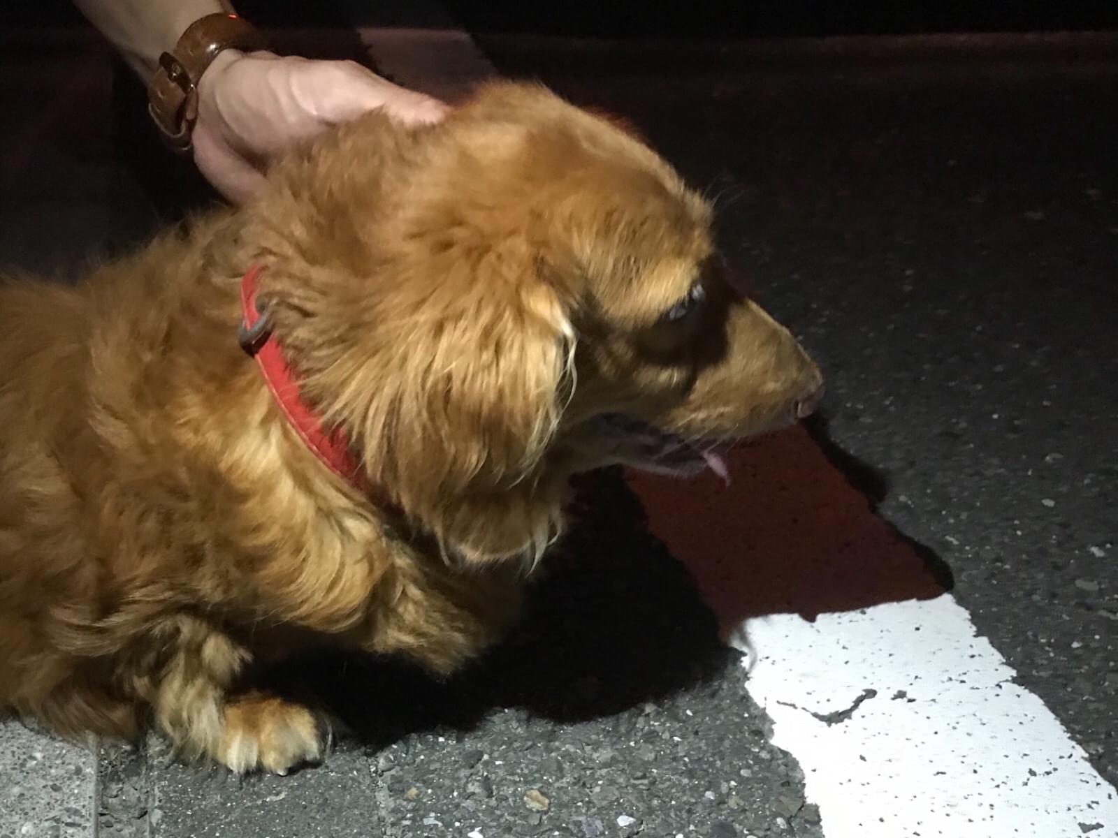 保護された犬 保護された犬
