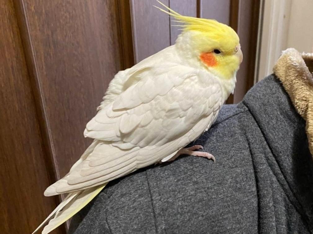 保護された鳥 保護された鳥