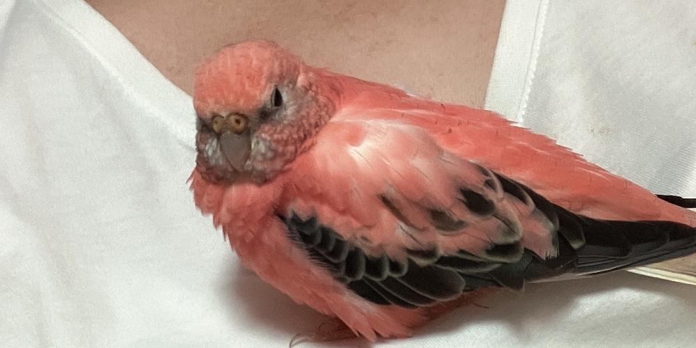 ピンクの鳥 ピンクのアキクサインコ