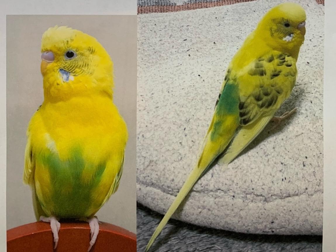 ぴーすけちゃん ぴーすけちゃん