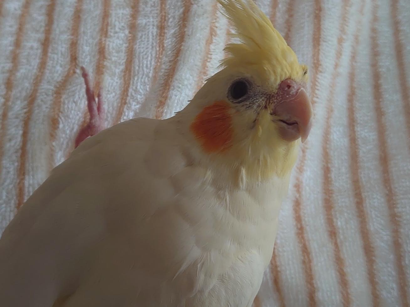 ななちゃん ななちゃん
