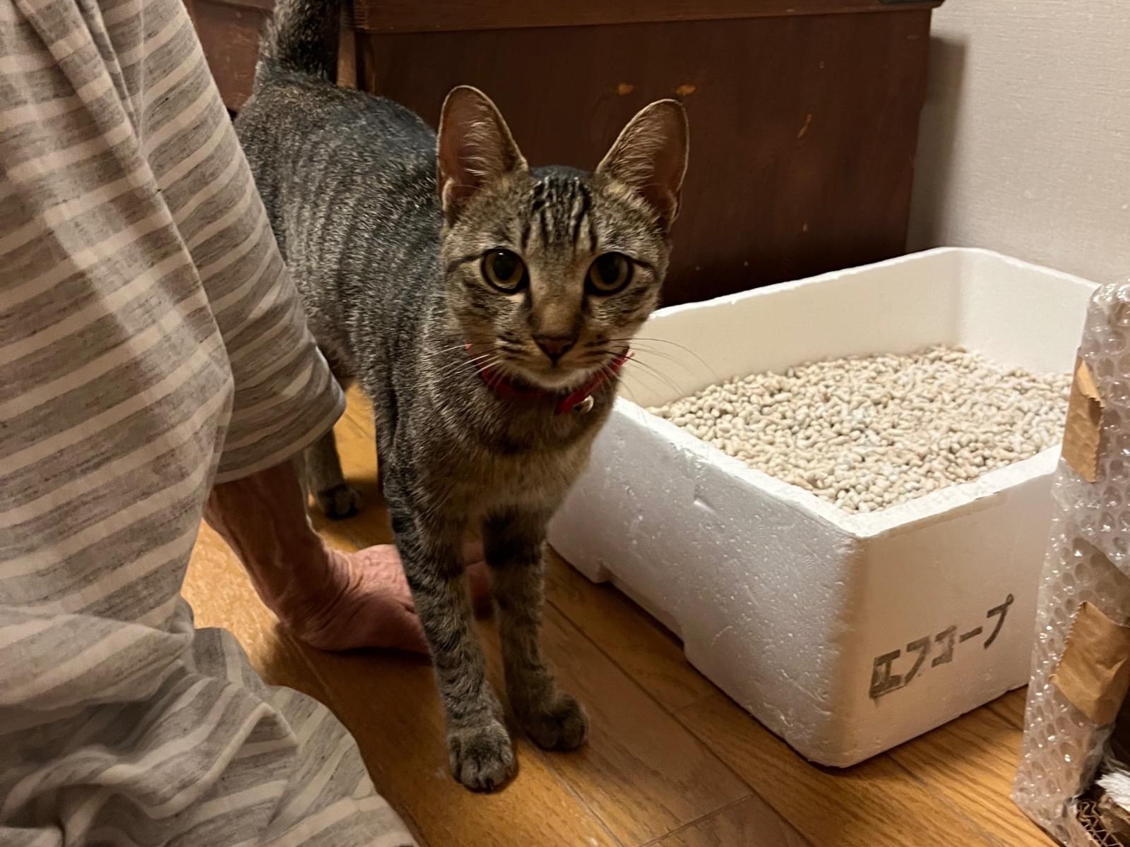 保護された猫 保護された猫