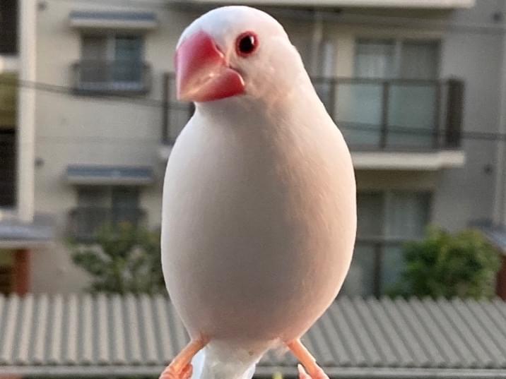 保護された鳥 保護された鳥