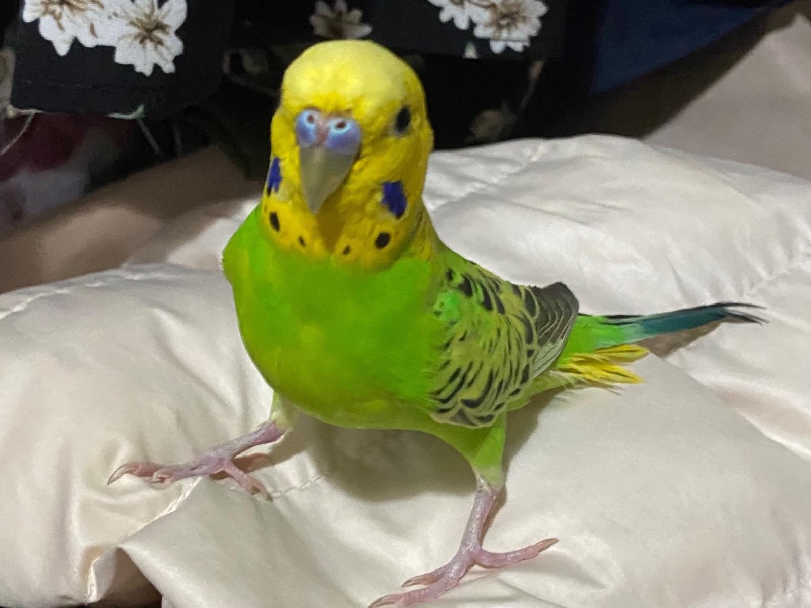 保護された鳥 保護された鳥