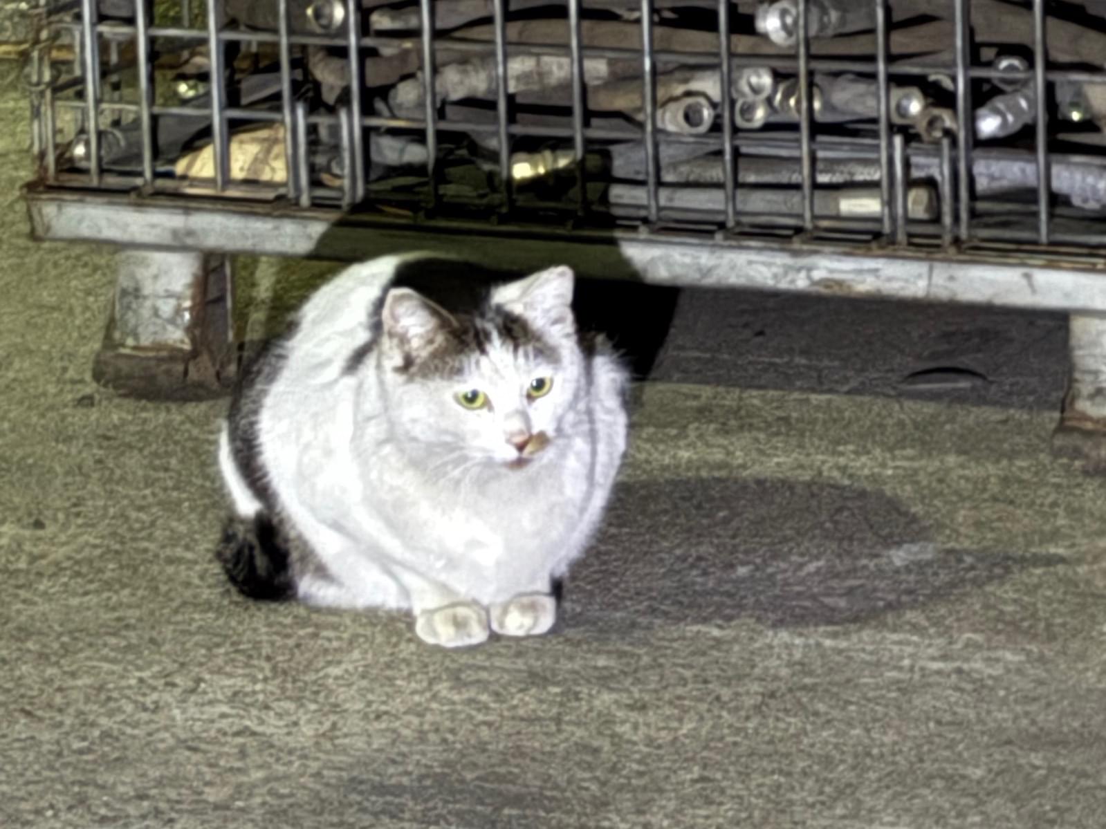 目撃された猫 目撃された猫