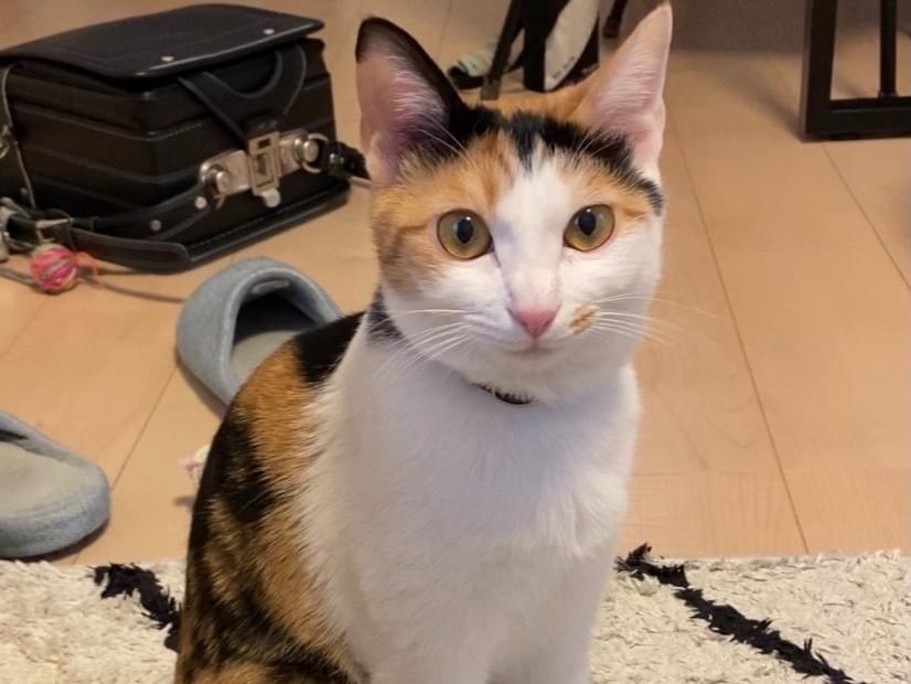 たねちゃん たねちゃん