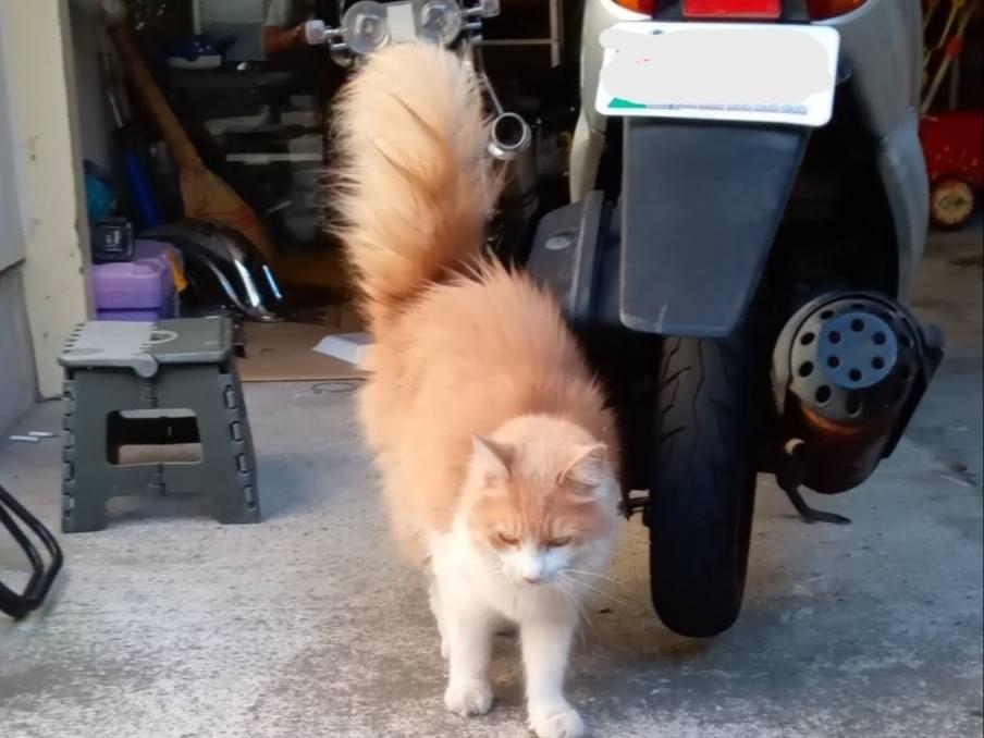 目撃された猫 目撃された猫