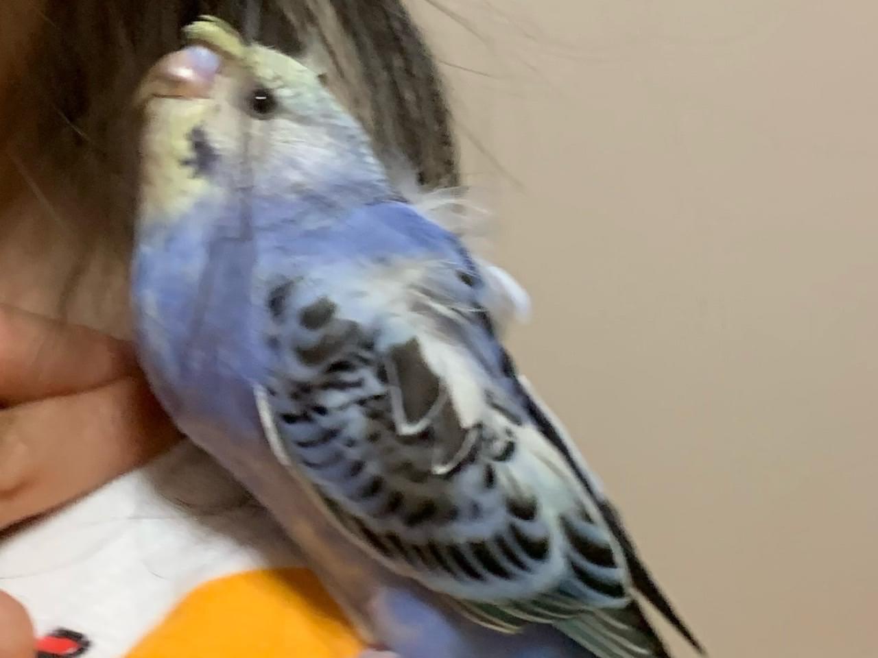 ぴーちゃん ぴーちゃん