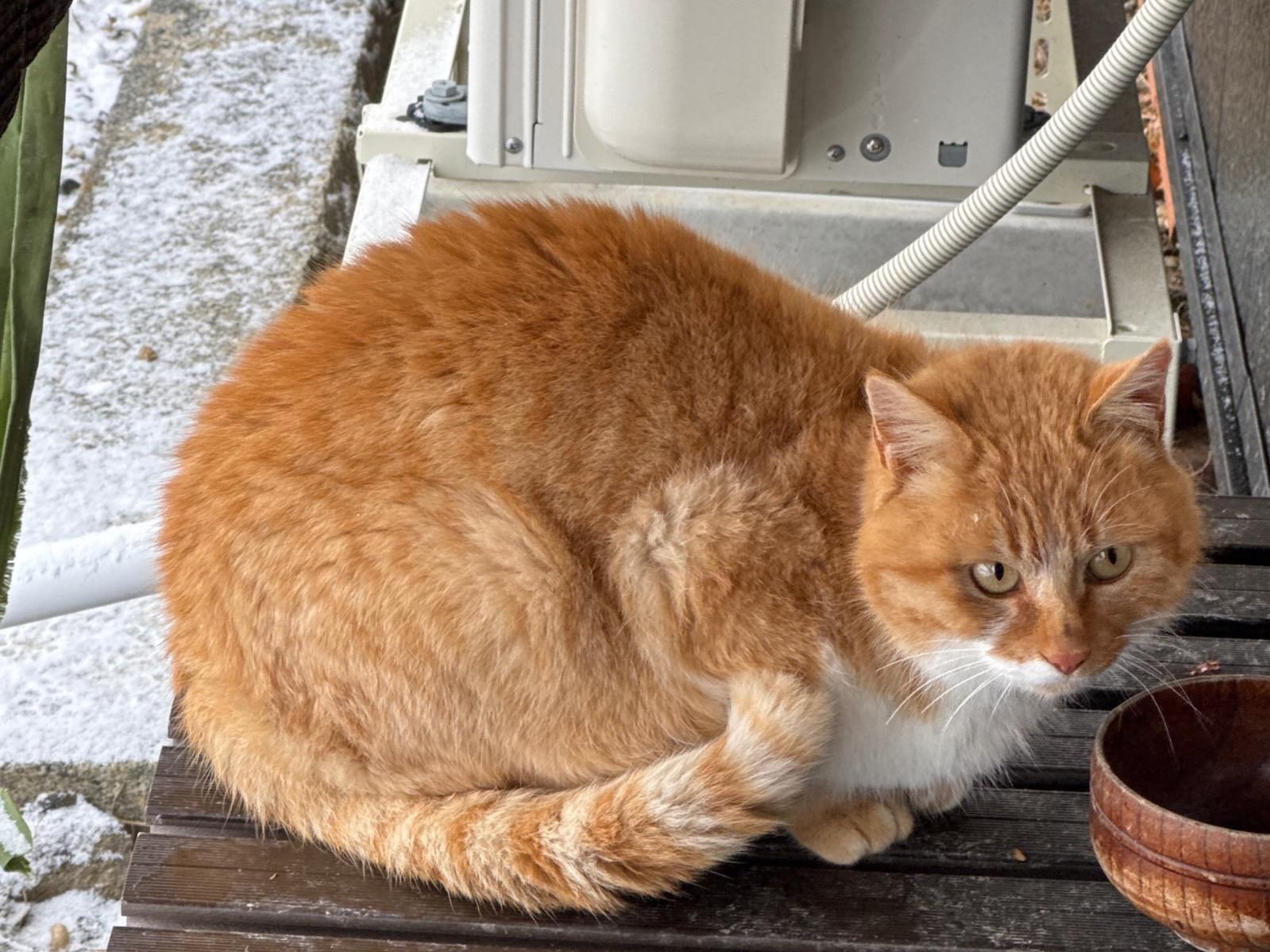 保護された猫 保護された猫