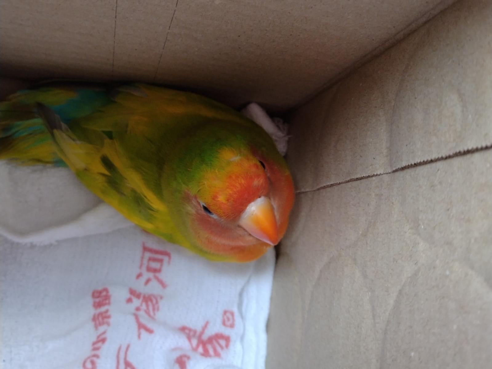 保護された鳥 保護された鳥