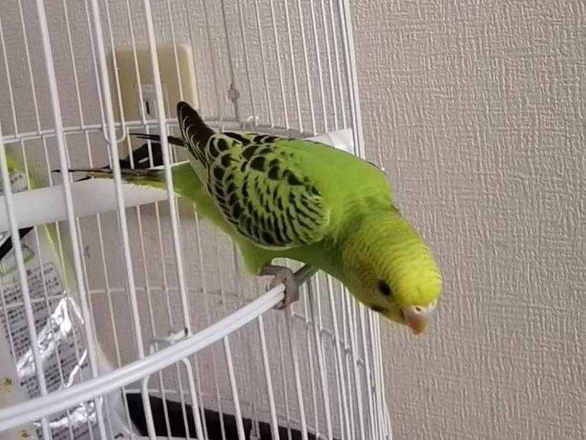 きゅーいちゃん きゅーいちゃん
