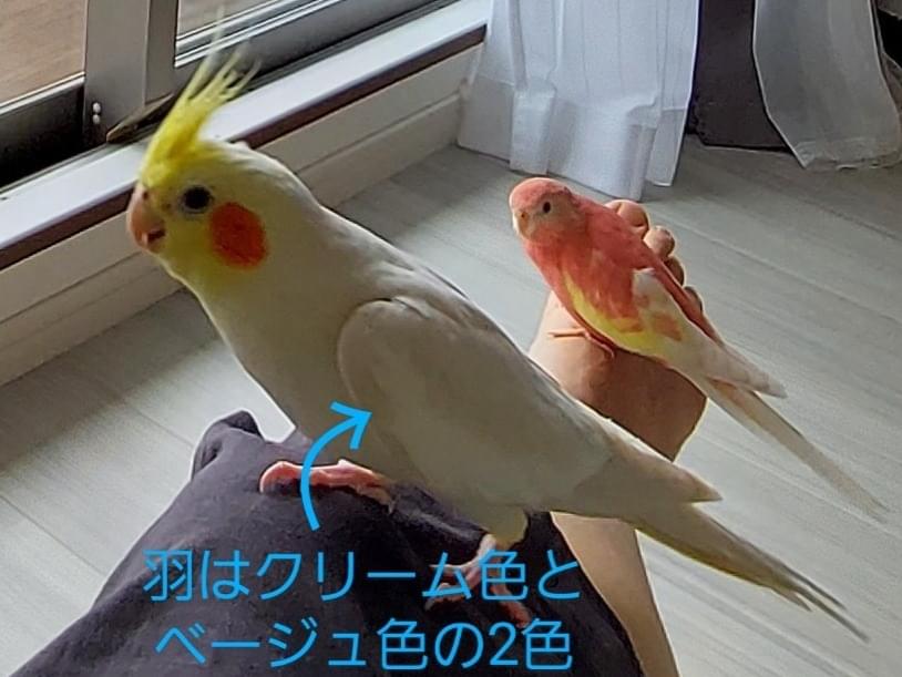 つぶちゃん つぶちゃん