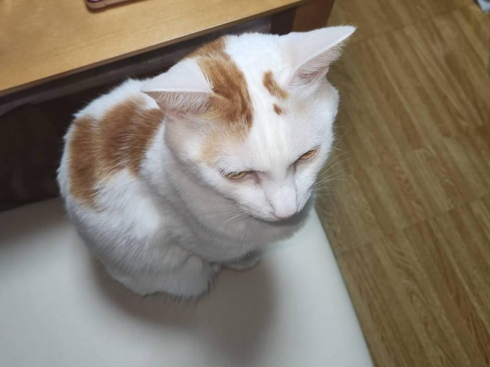シロちゃん シロちゃん