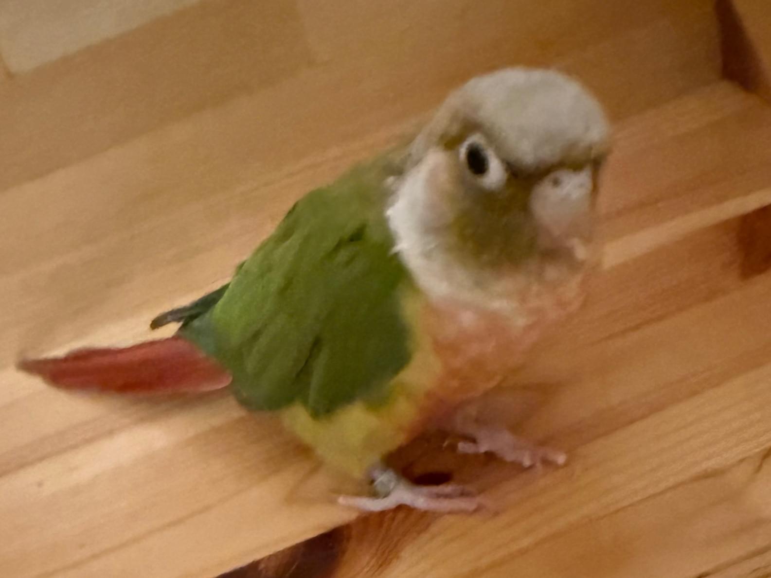 しーちゃん しーちゃん