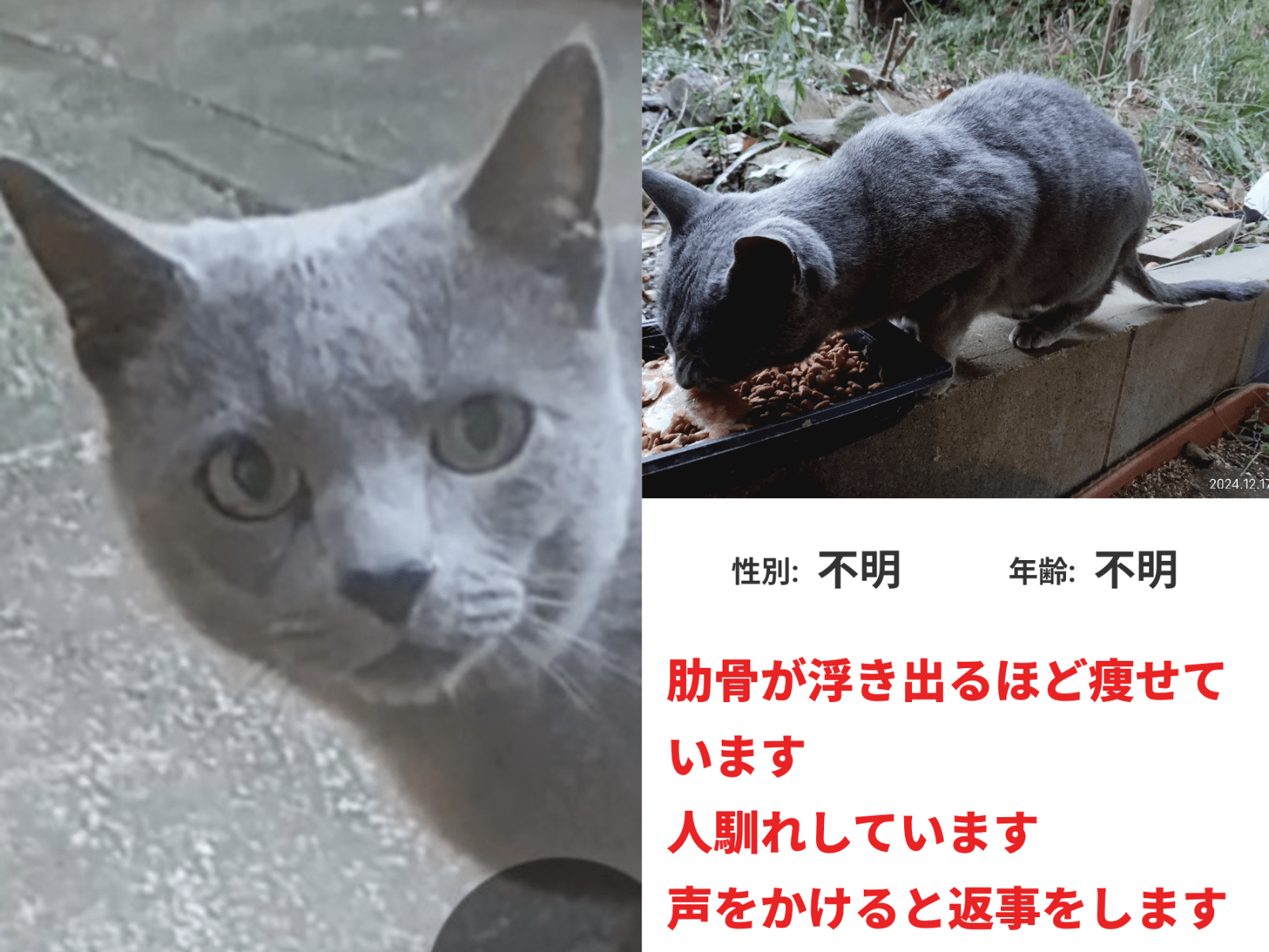 保護された猫 保護された猫