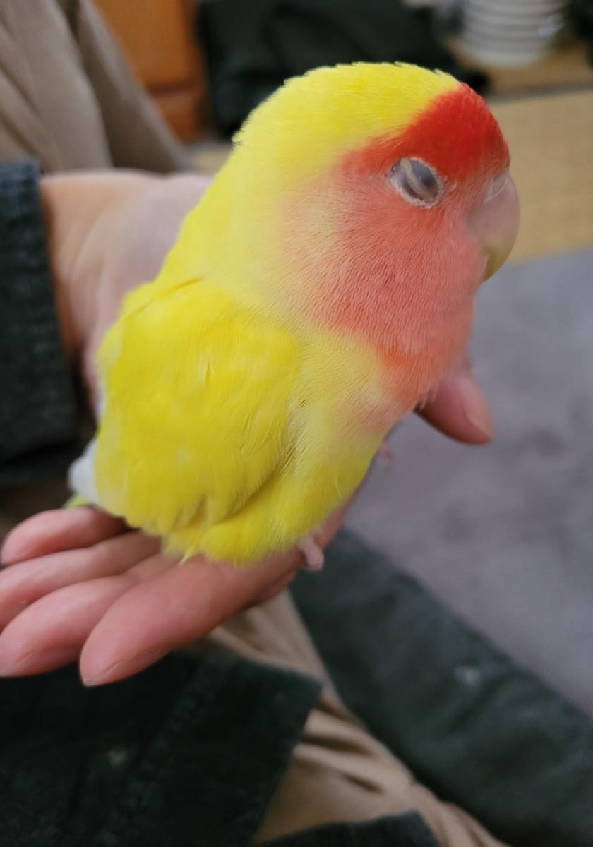 黄色の小桜インコを探しています。