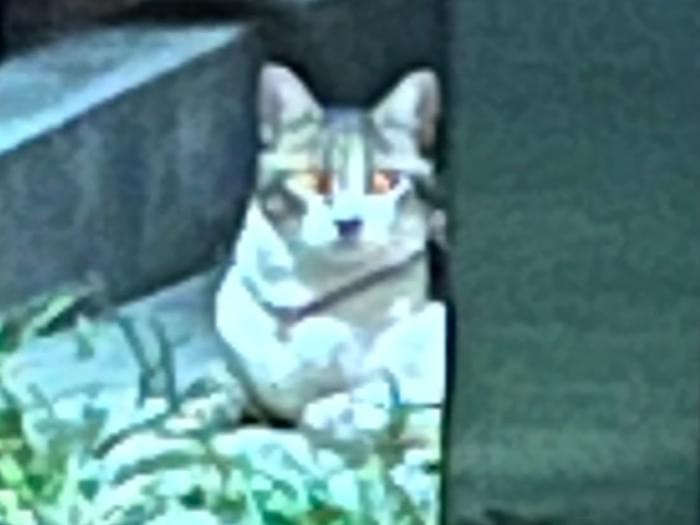 目撃された猫 目撃された猫