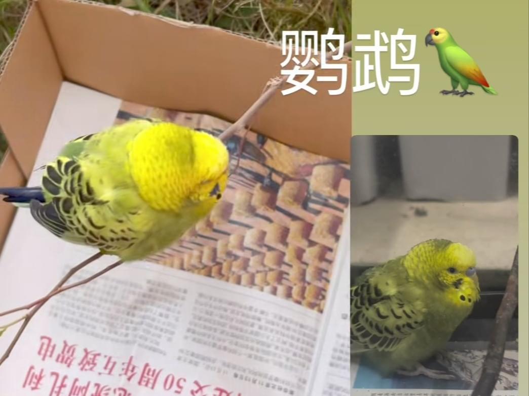 保護された鳥