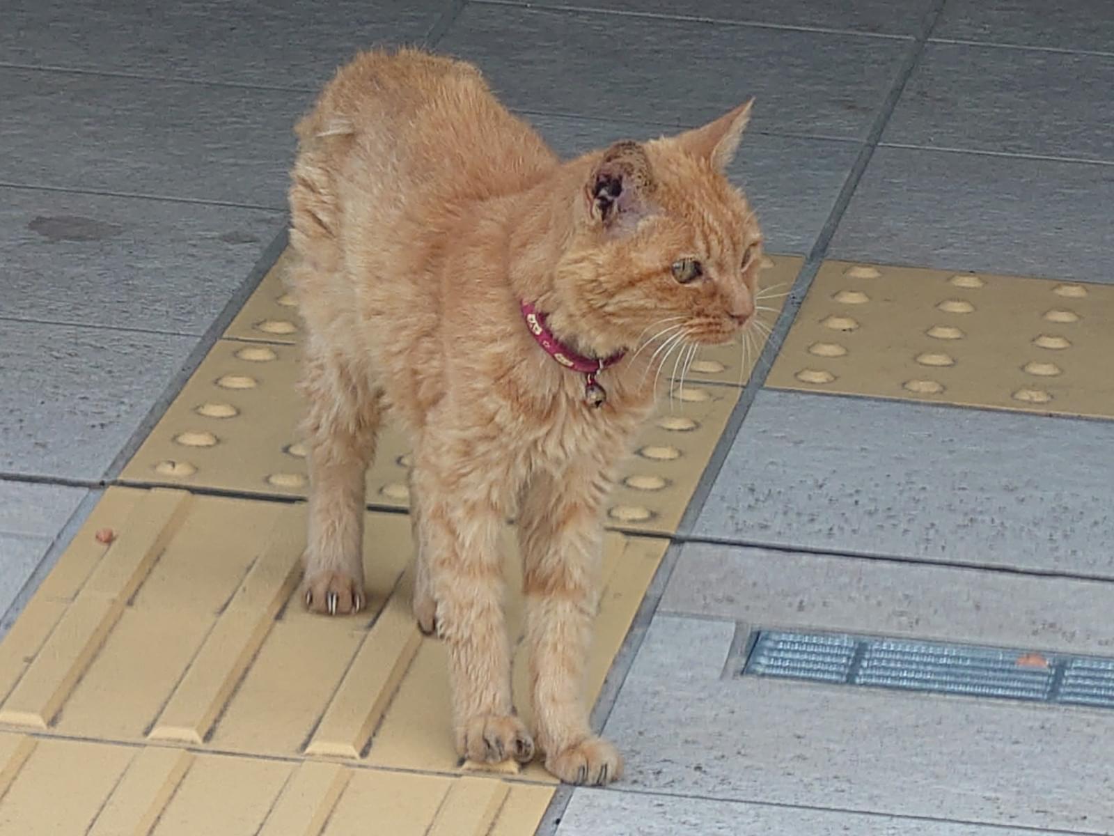 目撃された猫 目撃された猫