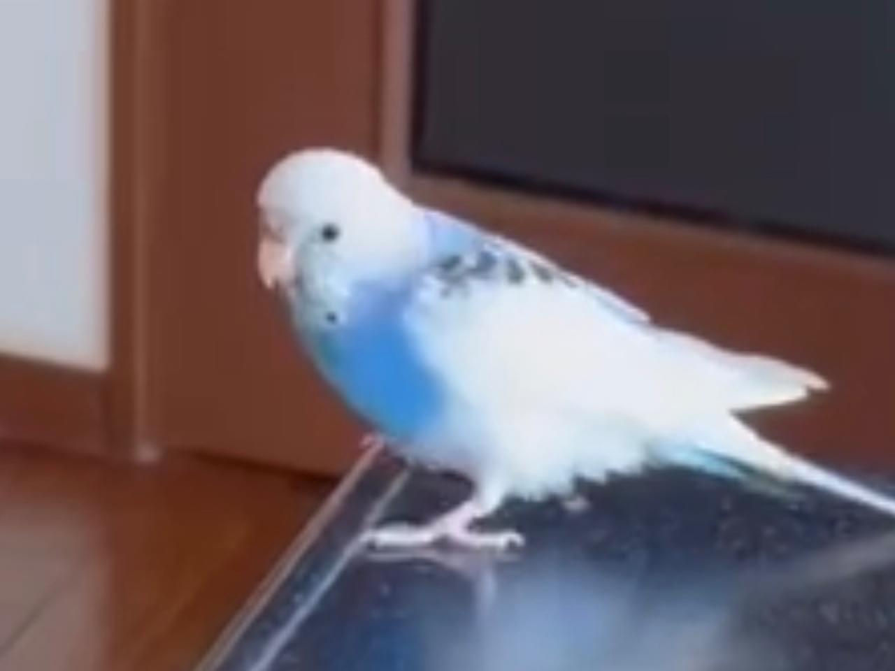 リリィちゃん リリィちゃん