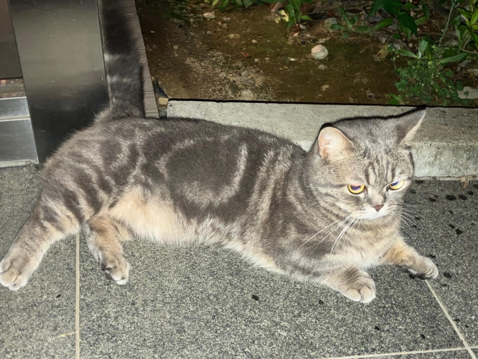 目撃された猫 目撃された猫