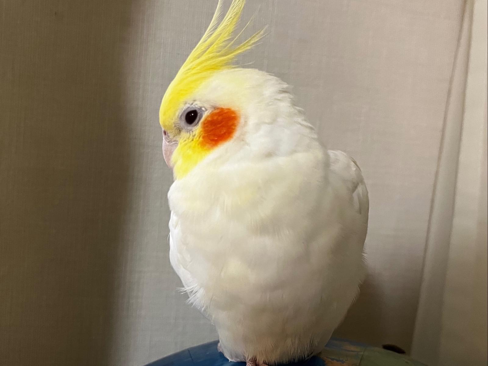 しーちゃん しーちゃん