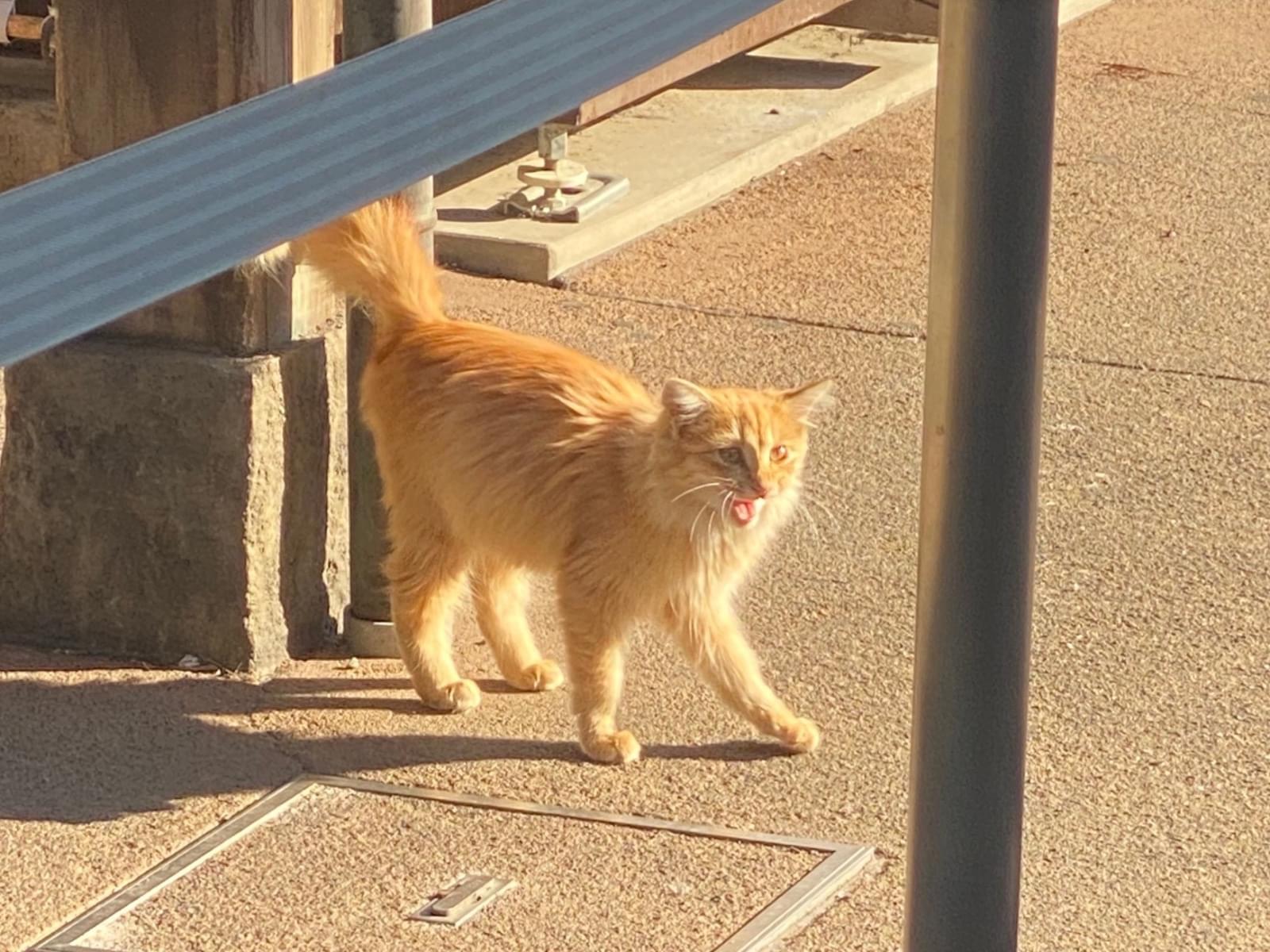 目撃された猫 目撃された猫