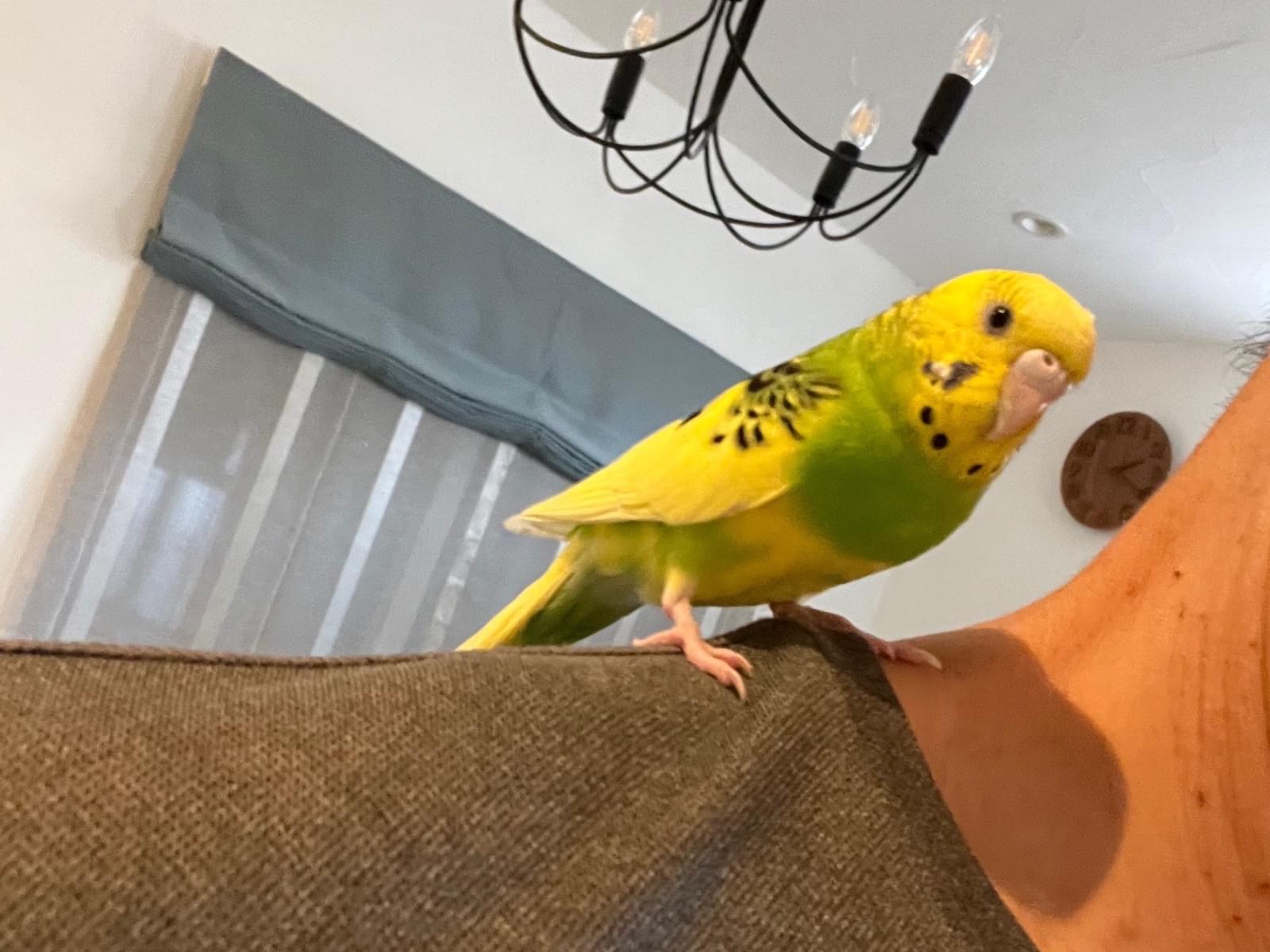 保護された鳥 保護された鳥