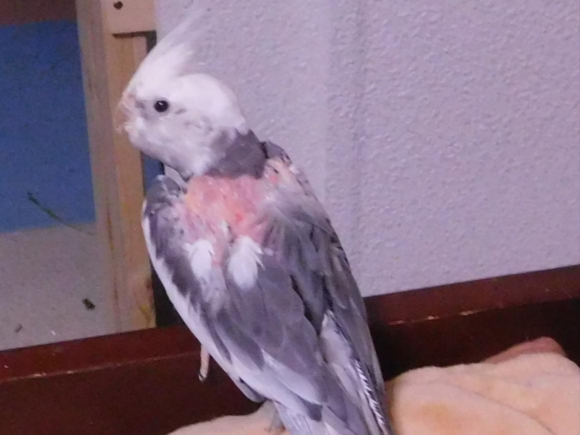 ゆめちゃん ゆめちゃん