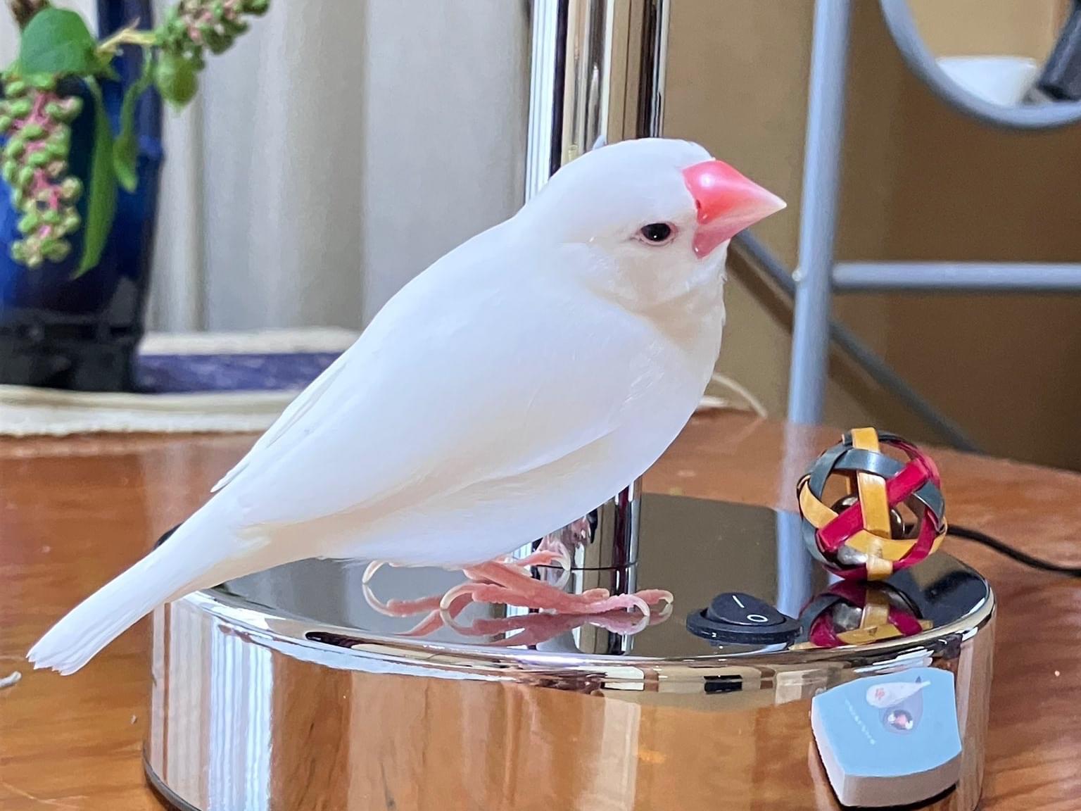 こまりちゃん こまりちゃん