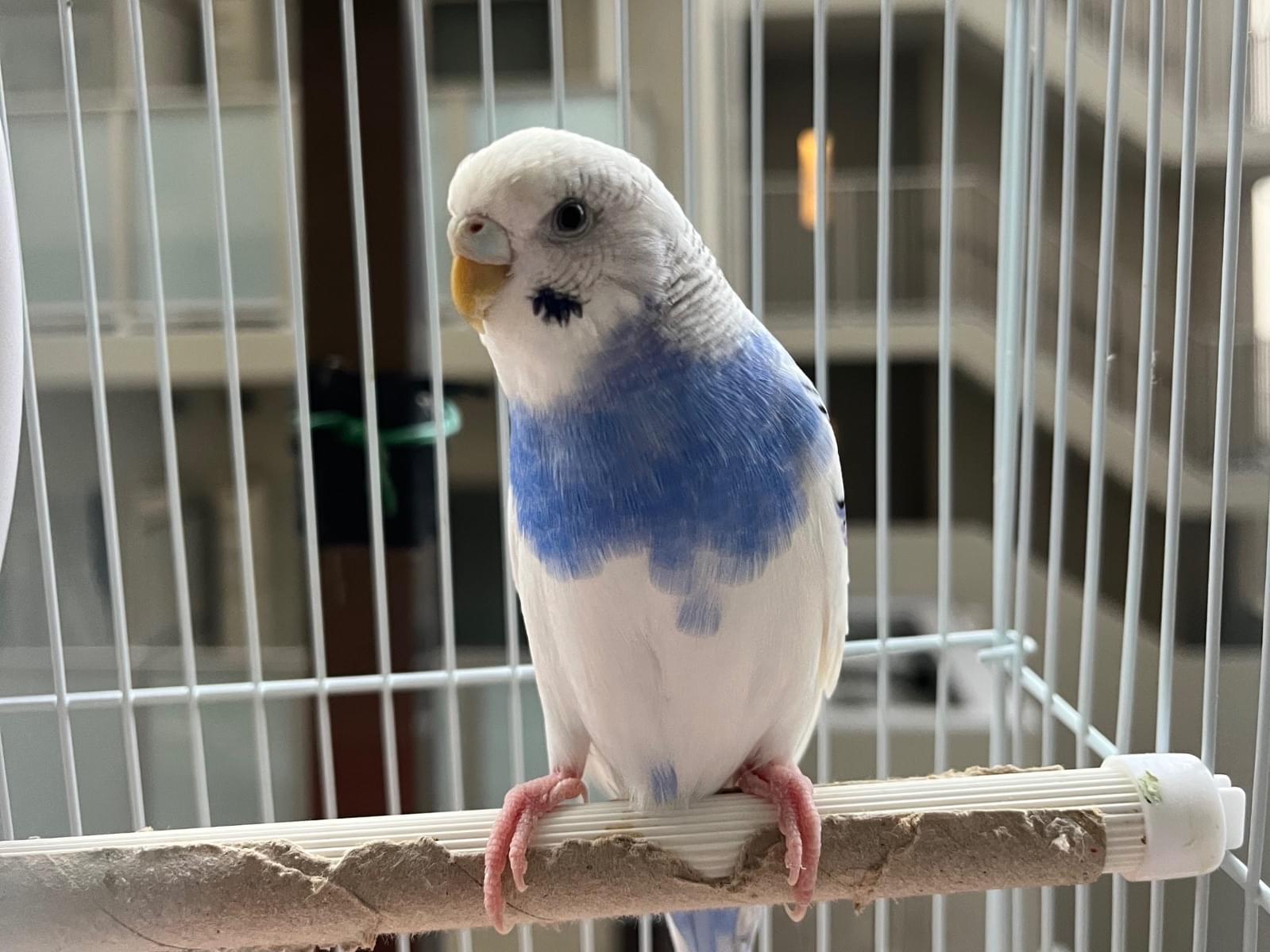 つばさちゃん つばさちゃん