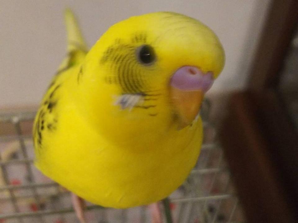 かどちゃん かどちゃん