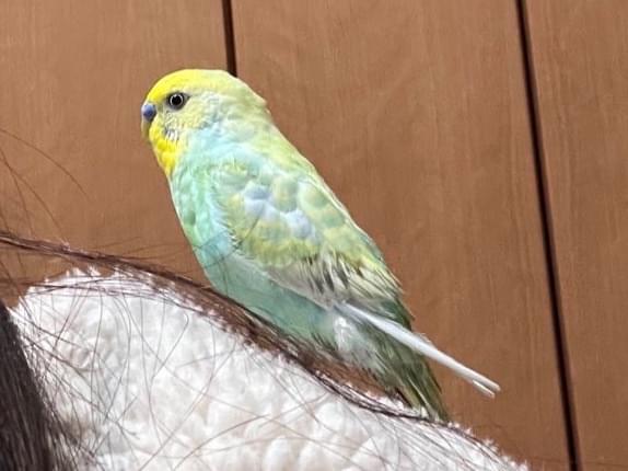 目撃された鳥 目撃された鳥