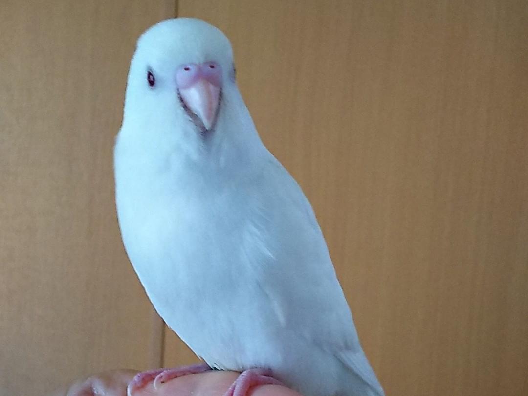 ちこちゃん ちこちゃん