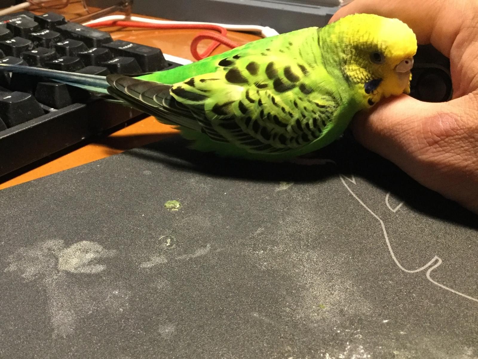 すいかちゃん すいかちゃん