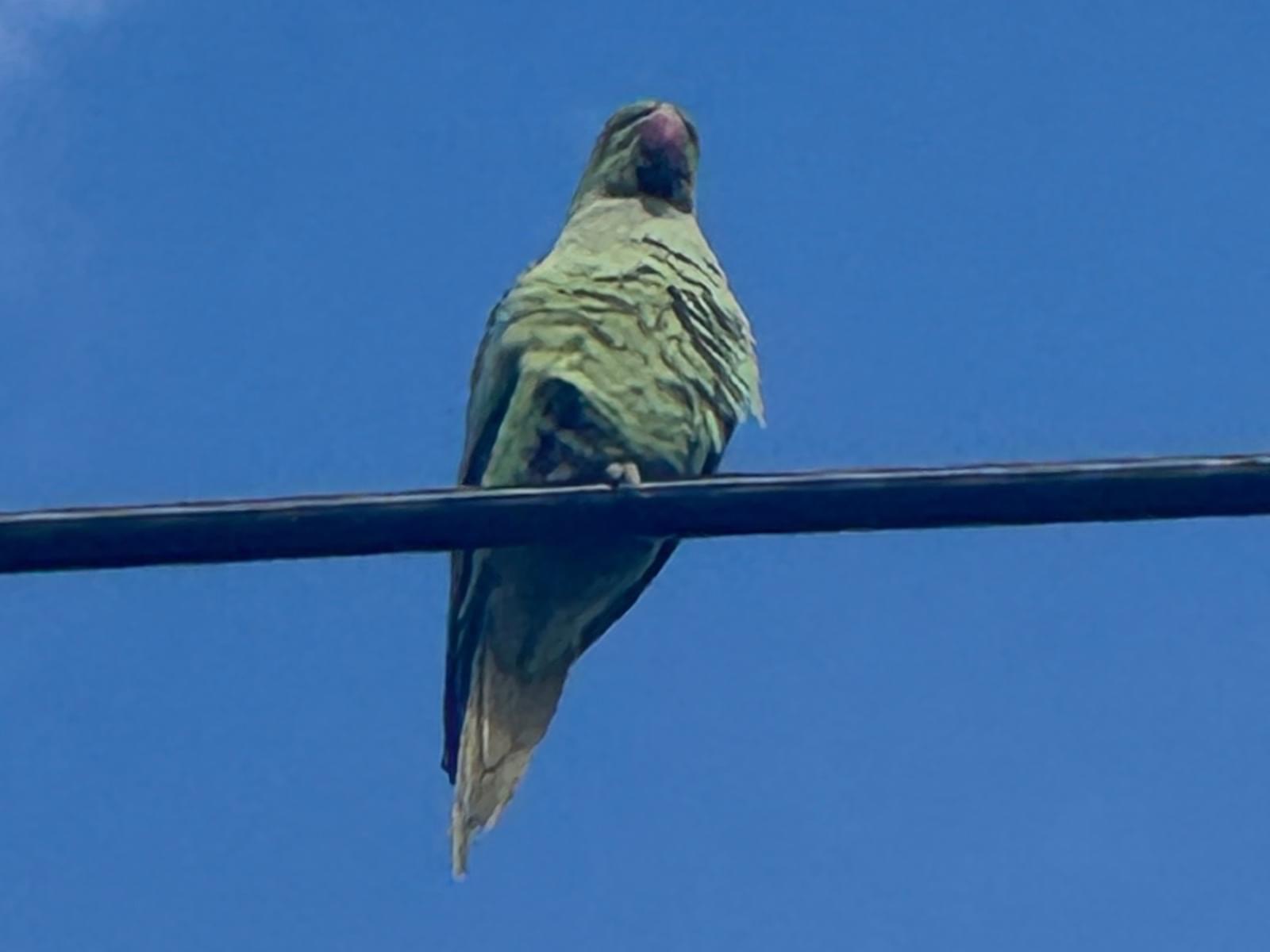 目撃された鳥 目撃された鳥
