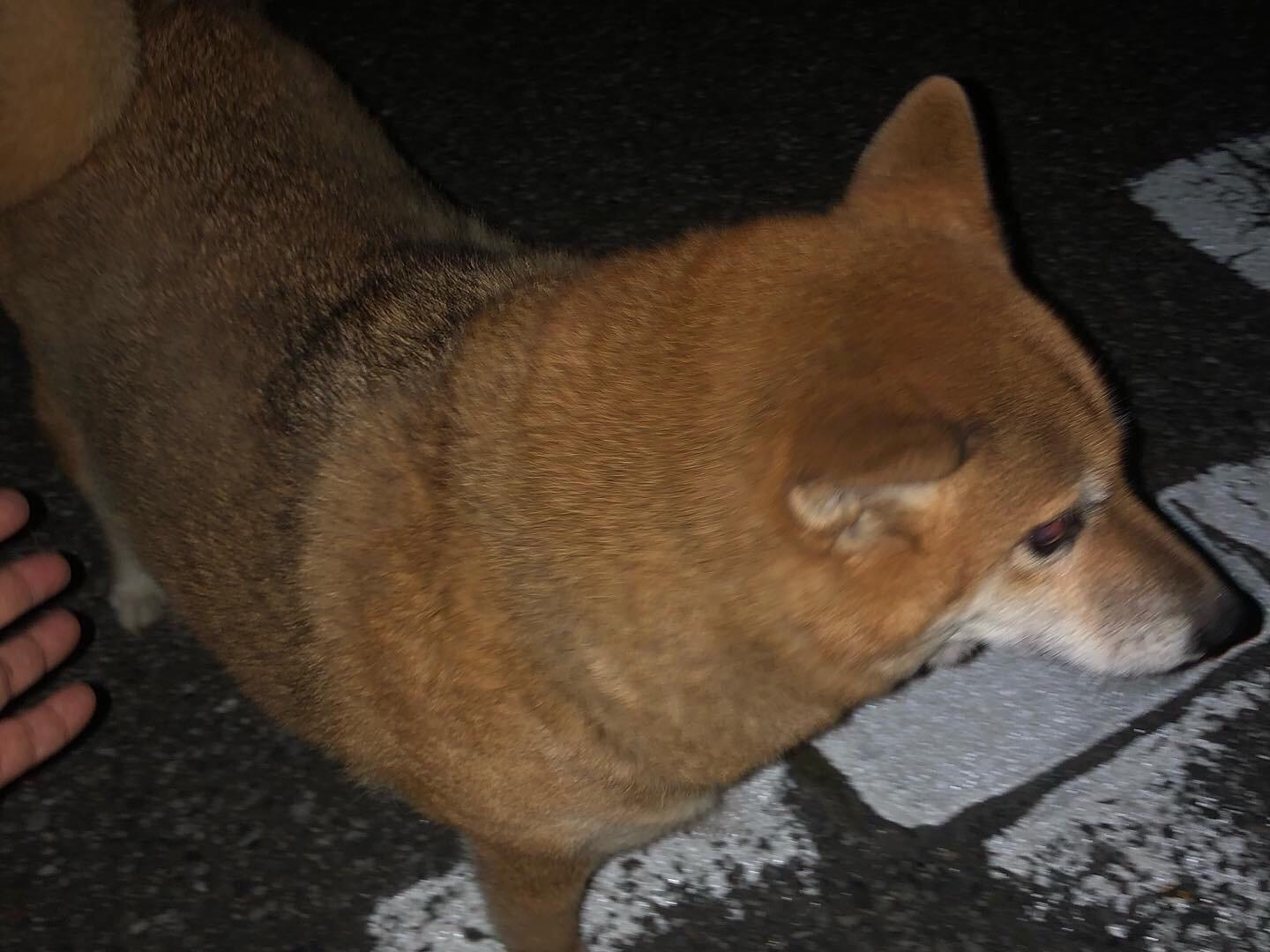 目撃された犬 目撃された犬