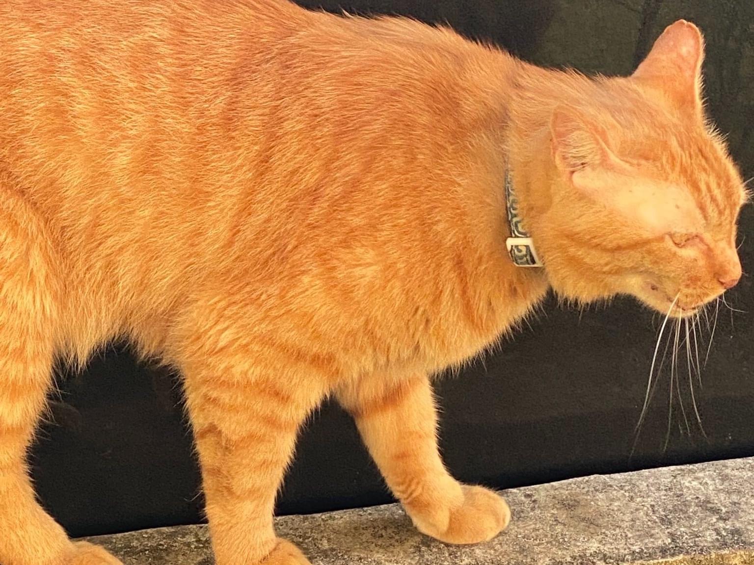 目撃された猫 目撃された猫