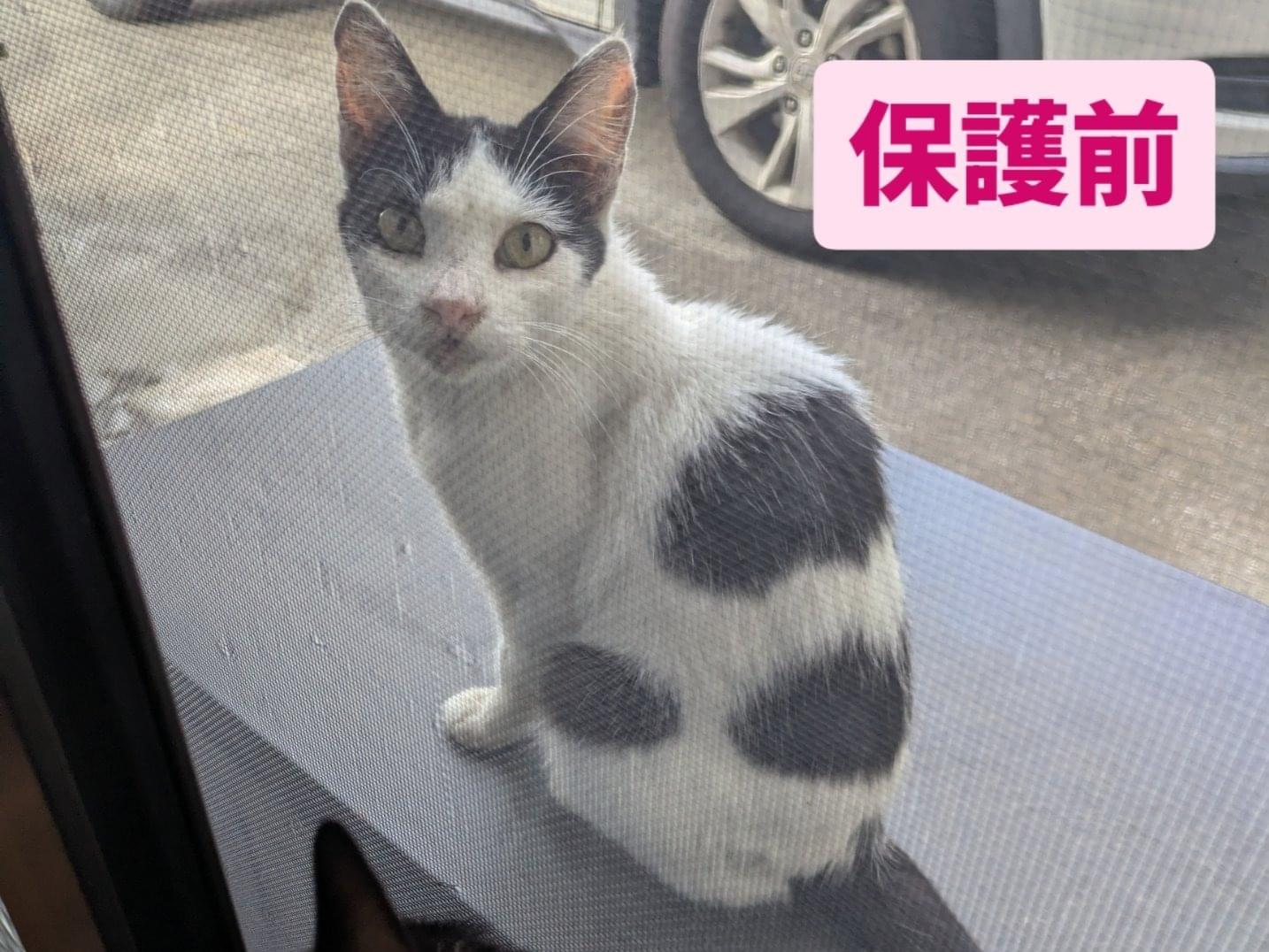 保護された猫 保護された猫