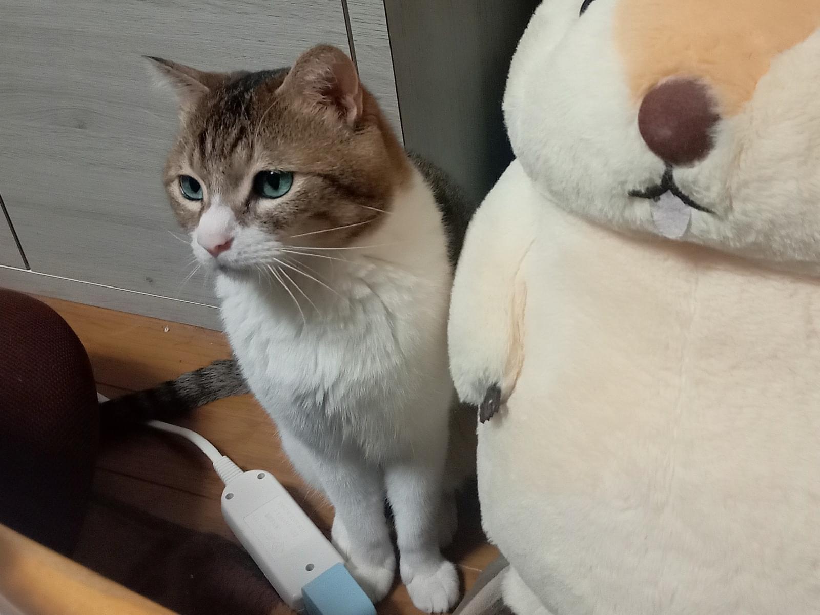 あおいちゃん あおいちゃん