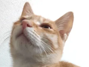 うすい茶トラのメス猫ずっと探してます