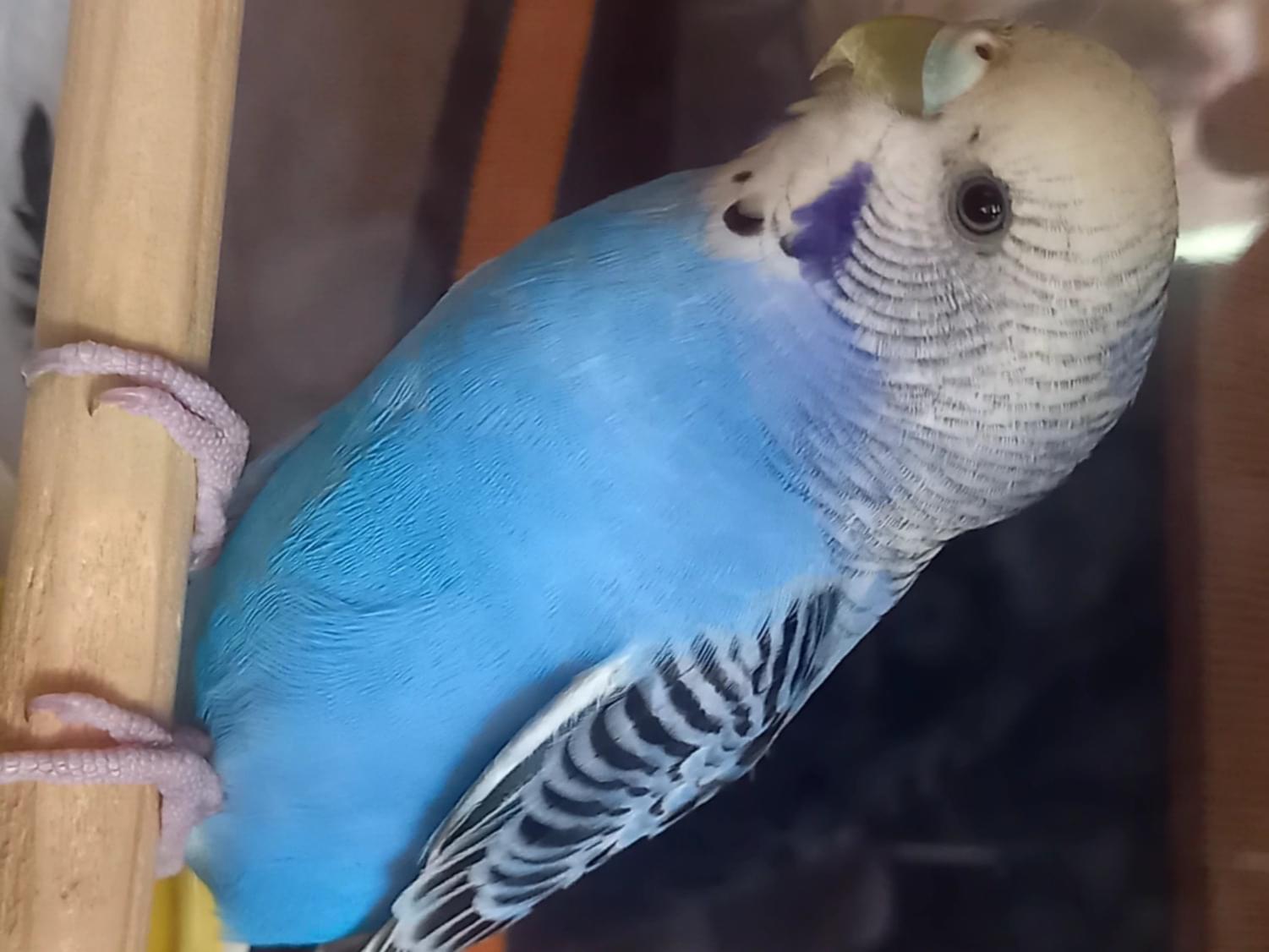 保護された鳥 保護された鳥